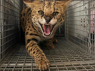 The serval, classified as a dangerous species, requires official permission for ownership
