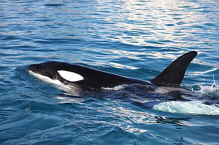 Killer whales are highly intelligent apex predators and have been known to play with their prey and deploy sophisticated tactics to ensnare them.