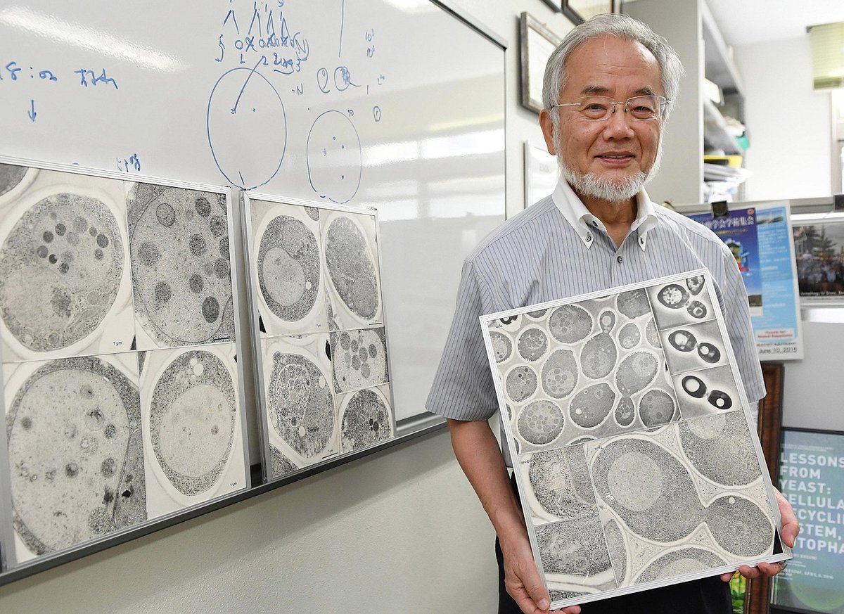 The science behind fasting: Shocking findings from Japanese Nobel winner