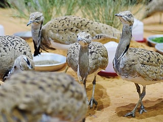 IFHC says the November arrival reflects decades of science-led breeding and the UAE’s long-term conservation vision.