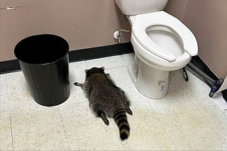 In this photo provided by Samantha Martin, a drunk raccoon is seen passed out in a liquor bathroom on Saturday, Nov. 29, 2025, in Ashland, Va. (Samantha Martin/Hanover County Protection via AP)