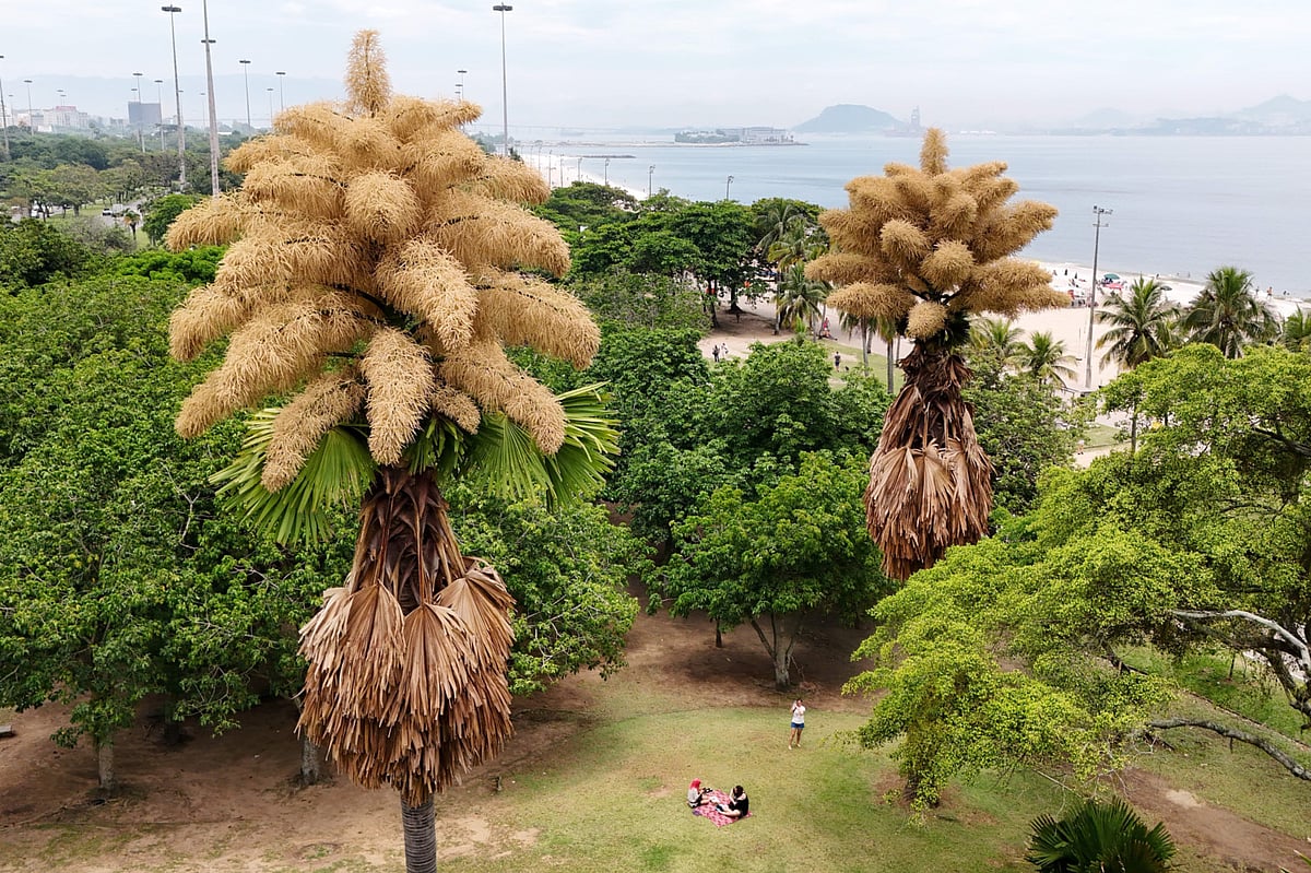 Talipot palm trees, native to India and Sri Lanka, is in bloom for the first and only time in its life, in Aterro do Flamengo, Rio de Janeiro, on December 2, 2025. 