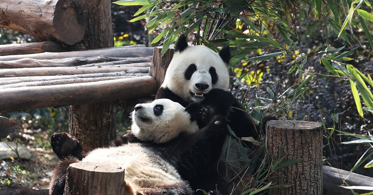 Pandas Arrive in Atlanta as China‑US Diplomatic Gesture
