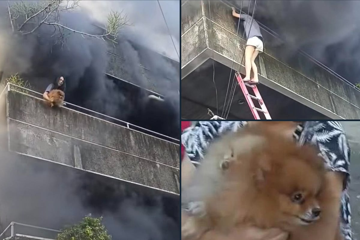 Perched on a smoke-choked balcony, Ei Mei Lee Maningo, 32, is seen clutching her frightened pets before hurling them one by one into the arms of firefighters and bystanders below.