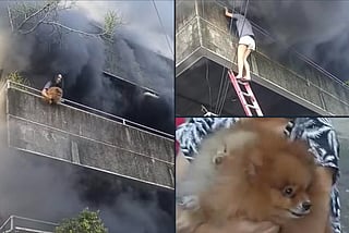 Perched on a smoke-choked balcony, Ei Mei Lee Maningo, 32, is seen clutching her frightened pets before hurling them one by one into the arms of firefighters and bystanders below.
