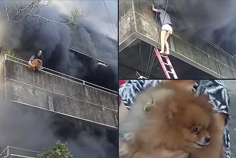 Perched on a smoke-choked balcony, Ei Mei Lee Maningo, 32, is seen clutching her frightened pets before hurling them one by one into the arms of firefighters and bystanders below.
