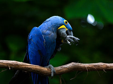 A bird's escape turned fatal for its owner