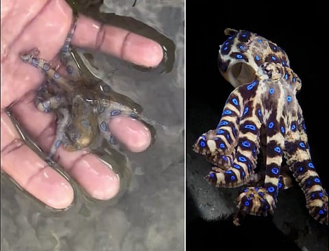 A still (left) from a video shows blue-ringed octopus (genus Hapalochlaena), the world's most dangerous octopus species, which packs venom 1,000 times deadlier than cyanide.

