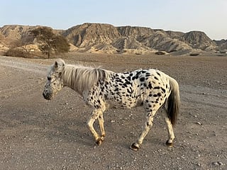Pebbles is believed to be the oldest pony, if not among the oldest in the UAE.