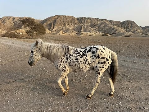 Pebbles is believed to be the oldest pony, if not among the oldest in the UAE.