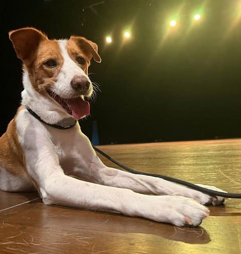 Brody, a gentle desert mix who once relied on passing visitors for food, played Sandy in the production showcased at Dubai's Zabeel Theatre.
