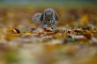A grey squirrel leaps among autumn leaves in a London park on November 4, 2025. 
