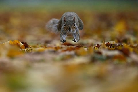 A grey squirrel leaps among autumn leaves in a London park on November 4, 2025. 
