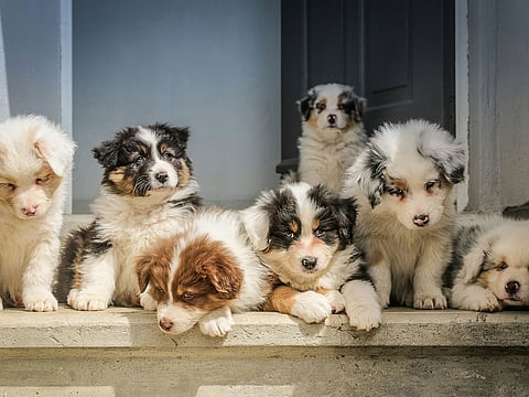 Anyone in England breeding and selling three or more litters of puppies in a year is required by law to have a licence.