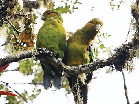 According to the fund’s data, the grants awarded this year helped protect 111 species classified among the highest-risk categories