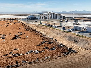 Sharjah sets Guinness record for largest A2A2 cow farm