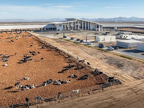 Sharjah Ruler opens Mleiha Dairy Factory, sets Guinness World Record for largest A2A2 cow farm