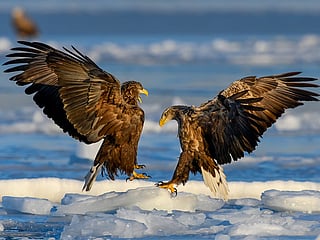 A couple of White-tailed eagles fight while hunting at the Bosfor Vostochny channel in Vladivostok, Russia, Feb. 10, 2025.