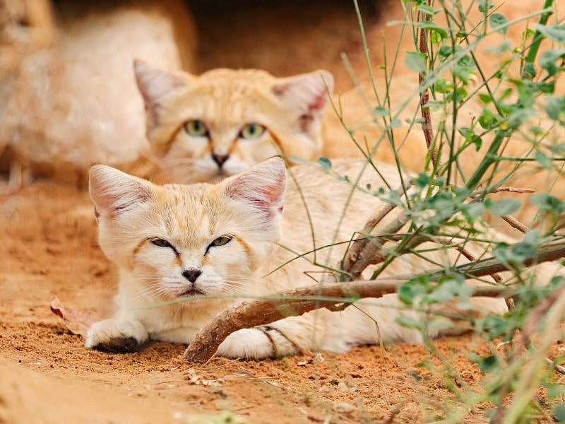The UAE is home to a diverse range of terrestrial and marine mammals.