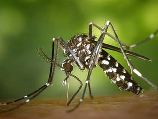 Rising mosquito density increases the risk of disease transmission