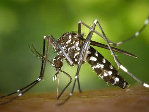 UAE urges residents to eliminate stagnant water to prevent mosquito breeding after rains