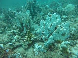 NYU Abu Dhabi explains why some summers in the Arabian Gulf become unusually hot, causing marine heatwaves that threaten coral reefs, fisheries and coastal ecosystems.