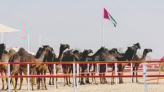 Camel contests, heritage activities, and Dh59 million in prizes mark the festival’s final station in Madinat Zayed.