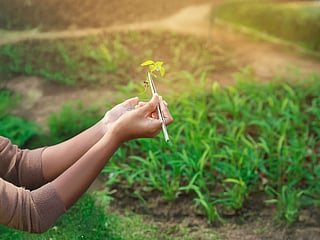 The law protects new plant varieties and safeguards the rights of plant breeders across the UAE.