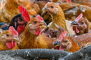 Saudi Arabia halts poultry imports from France, Poland