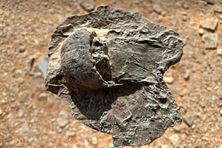 All specimens were found preserved upside down, a mode of fossilisation not previously recorded.