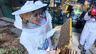 The Novice Beekeeping Course at Expo City Dubai is a five-day, hands-on programme teaching participants how to care for hives, support native bees, and understand pollination and urban biodiversity.