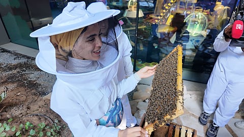 The Novice Beekeeping Course at Expo City Dubai is a five-day, hands-on programme teaching participants how to care for hives, support native bees, and understand pollination and urban biodiversity.