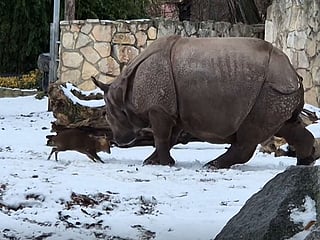 Tiny deer takes on 1.7-tonne rhino at zoo