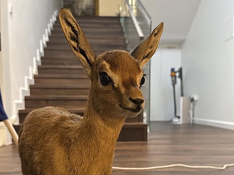 A baby pet gazelle has gone missing in Ras Al Khaimah.