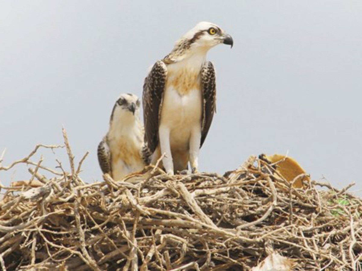 EAD programme tracked 560 birds and confirms emirate’s role on global flyways.