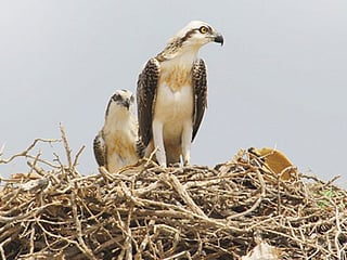 EAD programme tracked 560 birds and confirms emirate’s role on global flyways.