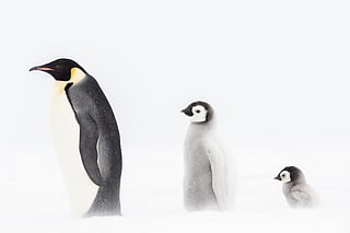 Joshua Holko’s gallery Antarctica, White Silence features three stages, capturing Emperor penguin life on Antarctic sea ice — from chick to juvenile to adult — tracing a powerful cycle of survival, resilience and growth.
