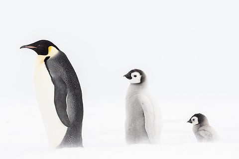 Joshua Holko’s gallery Antarctica, White Silence features three stages, capturing Emperor penguin life on Antarctic sea ice — from chick to juvenile to adult — tracing a powerful cycle of survival, resilience and growth.