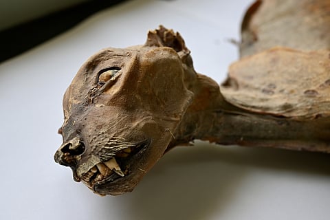 This undated image provided by Communications Earth and Environment shows the mummified remains of a cheetah.