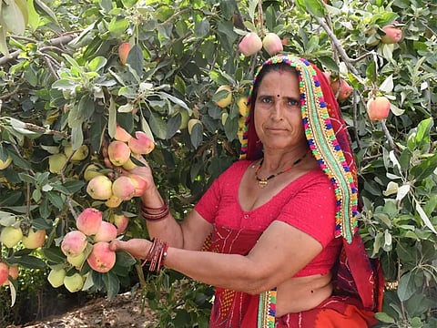 Through years of experimentation, perseverance and chemical-free farming, Santosh Devi transformed dry land into a productive orchard.