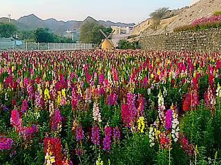 How a RAK farm grew from 100 roses to 50,000 blooms