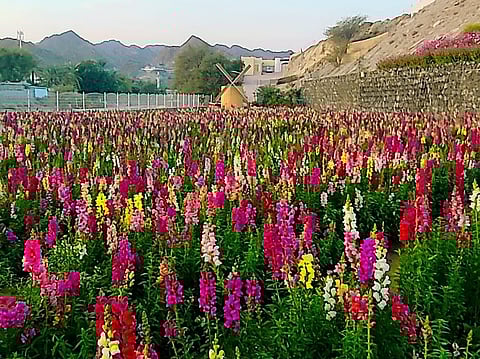 From 100 roses to 50,000 blooms: How a Ras Al Khaimah farm became a tourism landmark