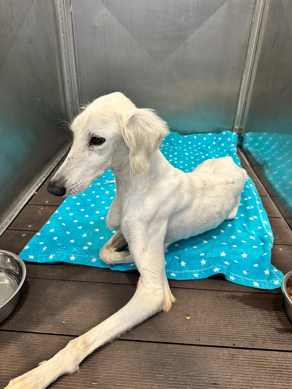 Saluki rescued on Abu Dhabi highway in team effort