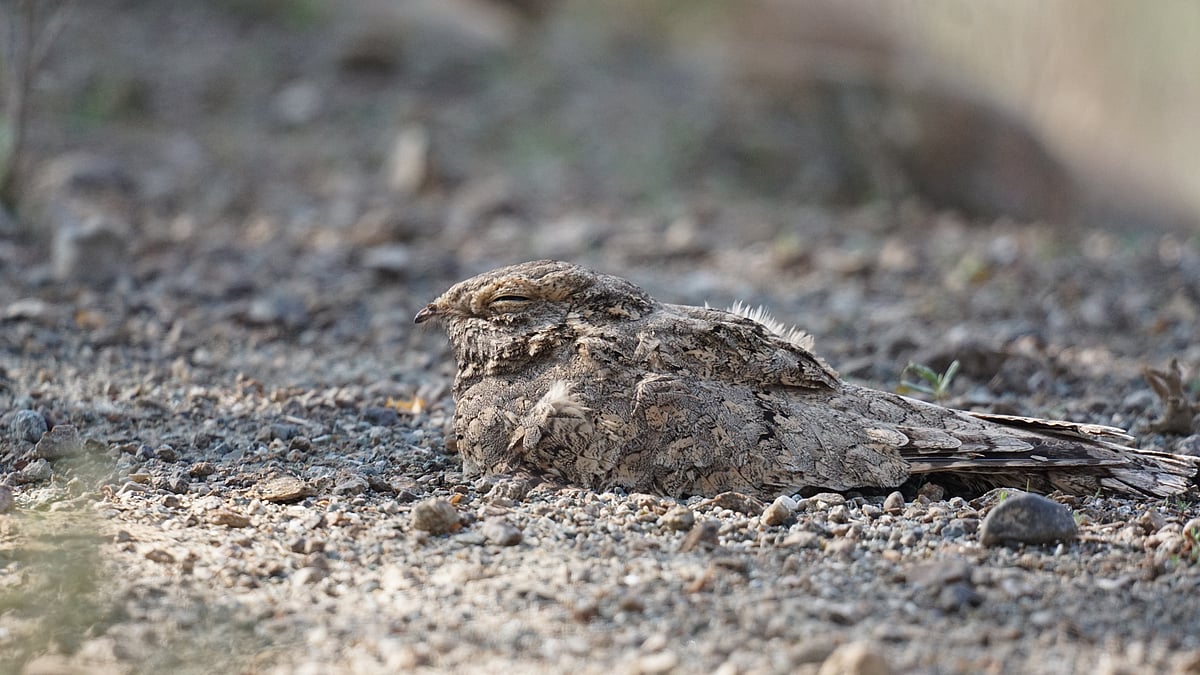Rare return: Egyptian nightjar spotted in Fujairah