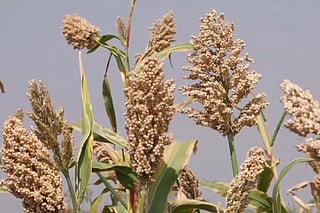 Love for millets continues to grow across world: Modi