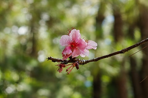 Rare cherry blossoms bloom in Baguio after seven years