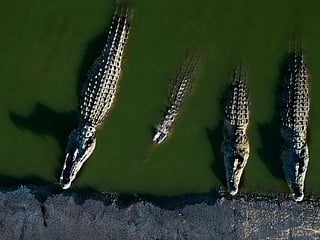 FILE - In this Aug. 6, 2018 photo, crocodiles rest in water at a a farm in the Jordan Valley, West Bank. (AP Photo/Dusan Vranic, file)