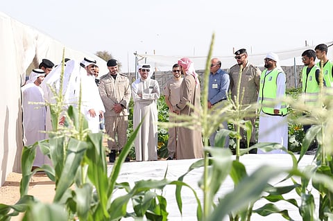 Sharjah steps up farm inspections, praises model agricultural practices