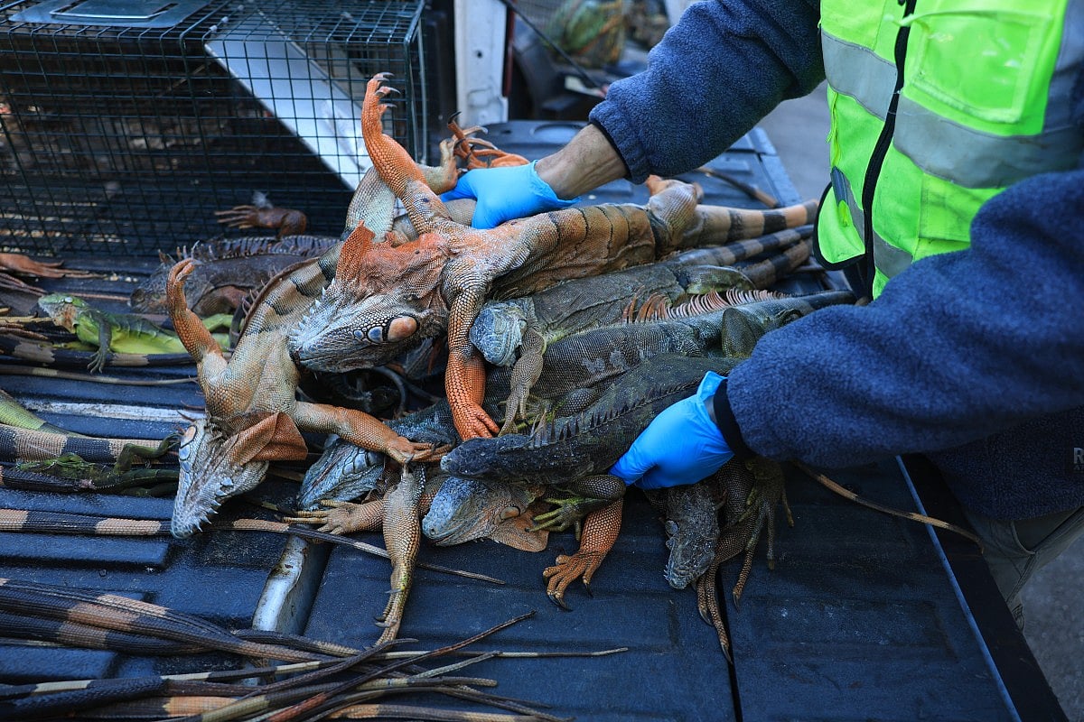 Cold-stunned Iguana's are falling from trees in Florida