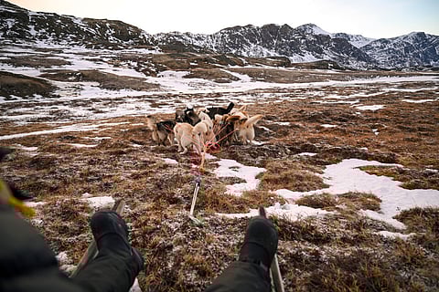 Dwindling snow threatens Greenland's dogsled mushers' ancestral way of life